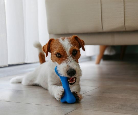 1. Lindo cachorro jugando con un juguete masticable azul en un piso de madera en el interior, mostrando un entorno apto para mascotas con muebles modernos.