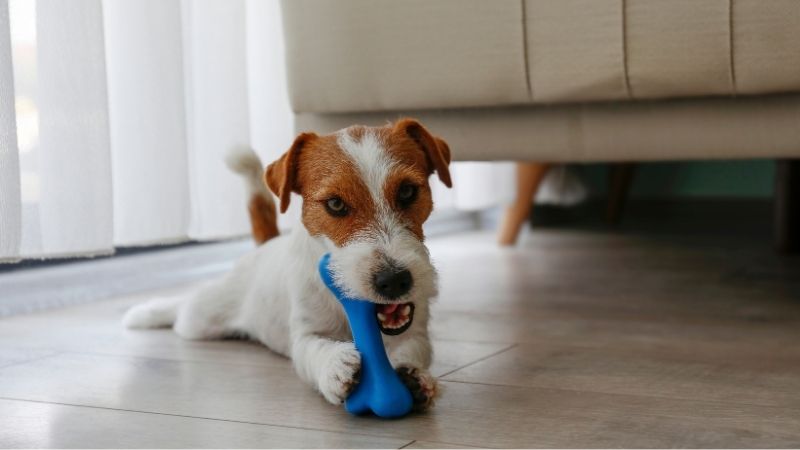 1. Cachorro Jack Russell masticando un juguete de hueso azul sobre un piso de madera dentro de una sala de estar moderna.