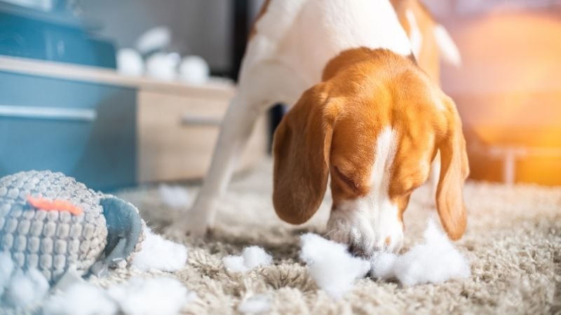 Dog playing with fluff on cozy rug.