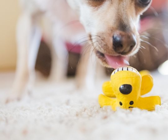 Perro jugando con un pulpo de juguete amarillo sobre una alfombra.