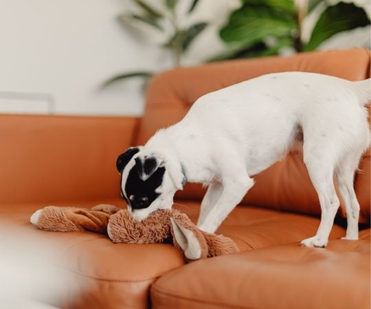 Un perro juguetón olfateando un juguete de peluche en un sofá naranja en una acogedora sala de estar con plantas de interior.
