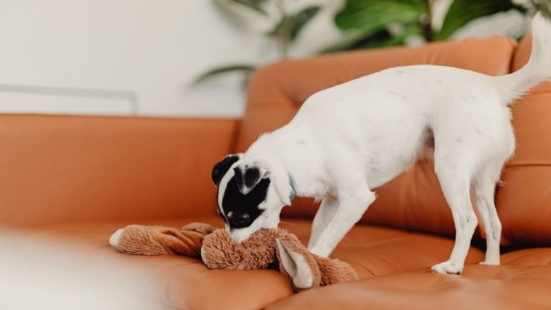 Adorable white and black dog playing with plush toy on modern orange sofa, highlighting stylish pet-friendly home decor and comfortable living space.
