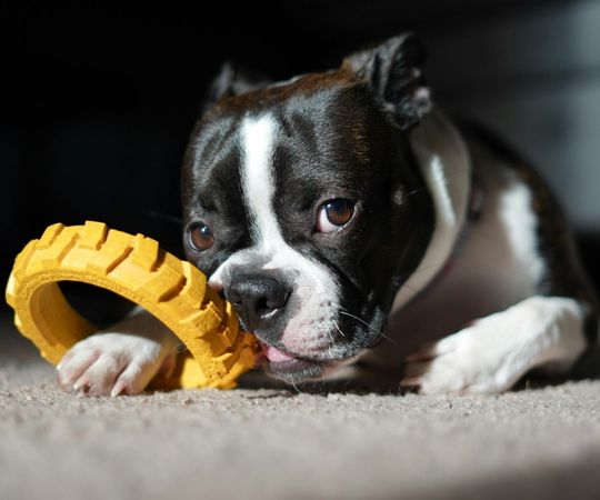 1. Cachorro Boston Terrier jugando con un juguete para masticar sobre una superficie suave, lindo perro descansando y jugando, accesorio perfecto para mascotas, perro juguetón, comodidad para mascotas, juguetes duraderos para mascotas, hogar azul profundo.