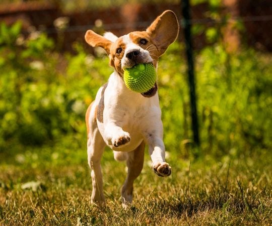 Playful dog with green ball in outdoor yard.