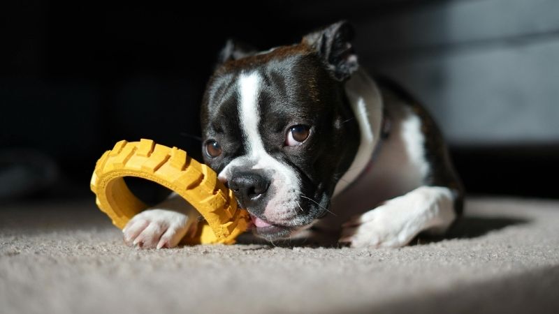 1. Adorable cachorro Boston Terrier jugando con un juguete masticable de goma amarillo en un piso alfombrado.