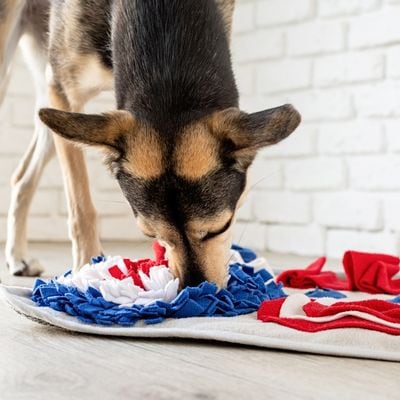 Dog playing with a multicolored, textured blanket, showcasing cozy home decor for pets, ideal for pet lovers and homeowners seeking stylish pet accessories.