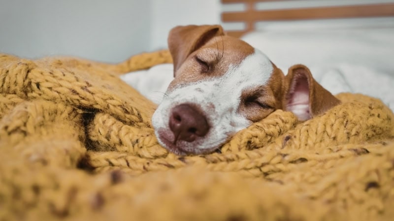 Adorable puppy peacefully sleeping on a cozy blanket, perfect for new dog owners learning how to soothe their crying puppy.