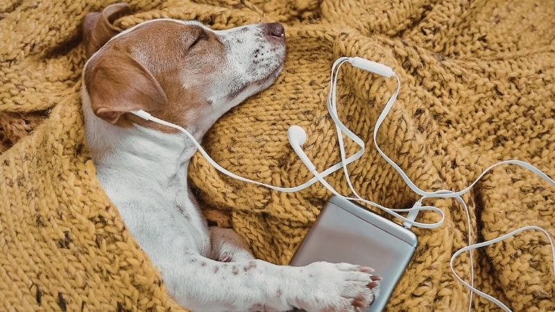 Adorable dog peacefully resting with headphones and a music player, illustrating how certain sounds and music can calm dogs and reduce anxiety.