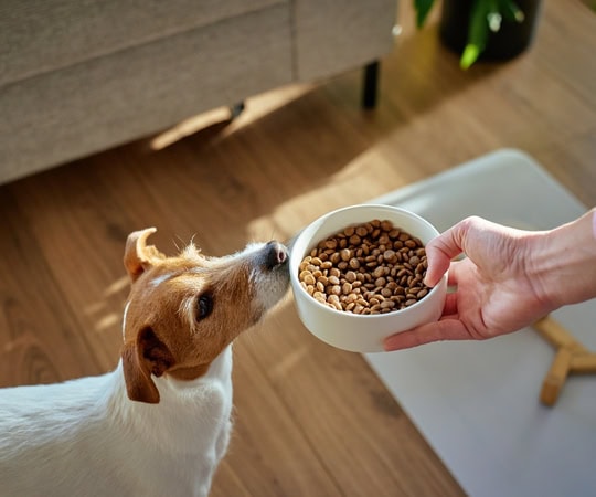 Close-up of a dog being fed dry pet food from a white bowl held by a person, indoors with wooden flooring and modern furniture in the background.