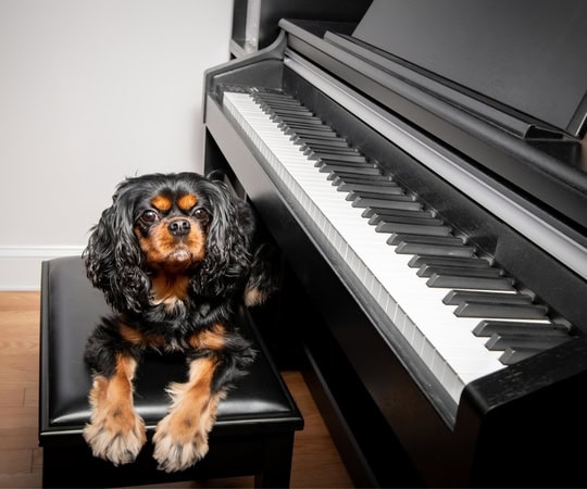 Adorable puppy sitting on a piano bench next to a black grand piano, illustrating calmness and curiosity, related to music's soothing effects on dogs.