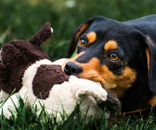Cute plush dog toy with a brown and white design, perfect for play and comfort. Made from soft, durable materials to entertain and soothe your pet. Ideal for dogs of all sizes.