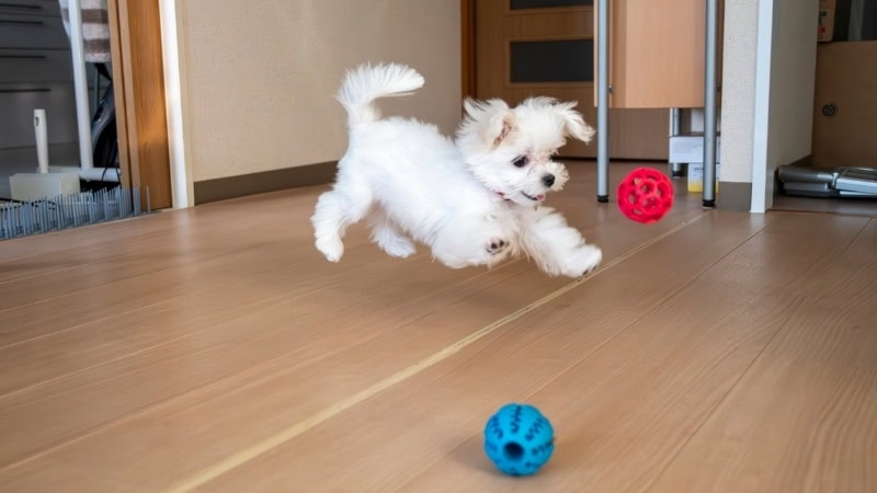 Cute puppy excitedly jumping and playing with colorful rubber balls indoors.