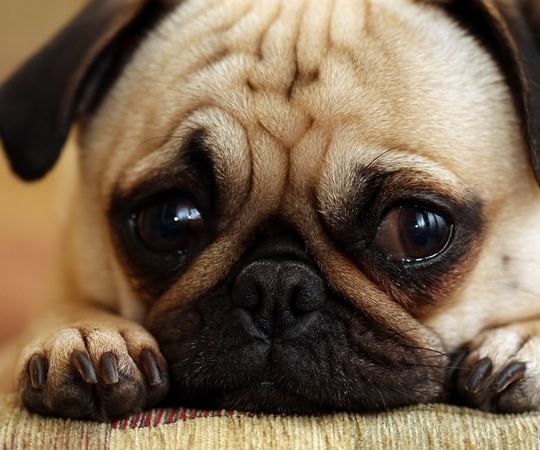 Adorable pug puppy with expressive, sad eyes resting on a soft surface, illustrating the importance of comforting a crying puppy for new dog owners.