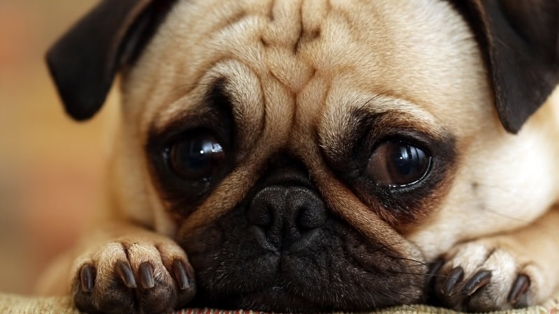 Adorable puppy with expressive, sad eyes lying down, capturing a tender moment for new dog owners learning to soothe crying puppies.