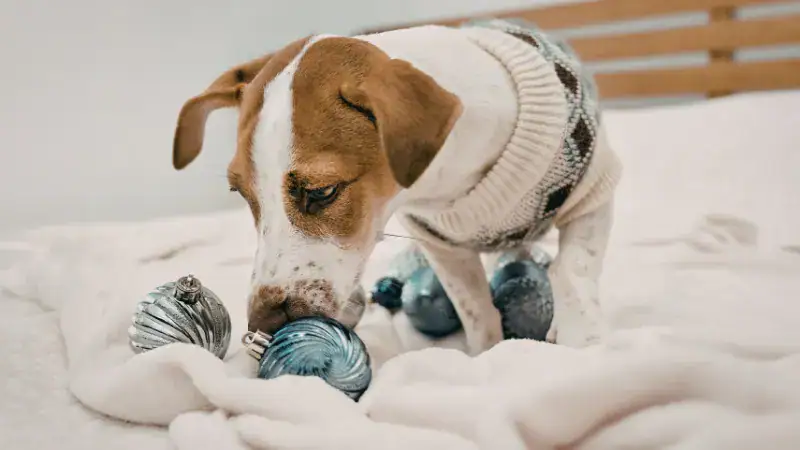 Adorable dog burying toys in a cozy bed, illustrating common canine behavior related to hiding possessions.