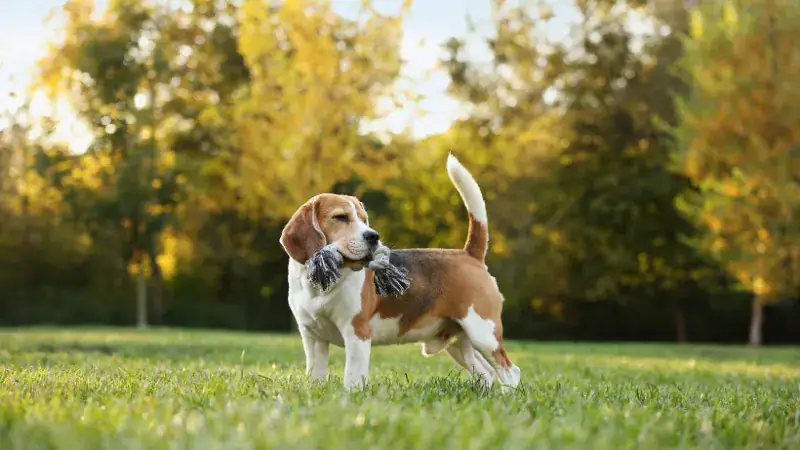 Beagle dog burying a toy in the grass during outdoor play, illustrating common canine behavior of hiding possessions.
