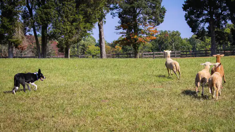 Dog shaking toy in a grassy field with sheep in the background.