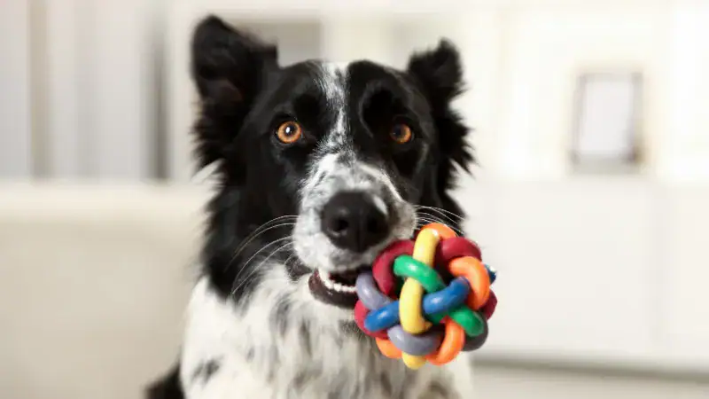 Happy Border Collie holding a colorful rubber toy ball in its mouth, showcasing playful behavior and natural instincts to shake and thrash toys.
