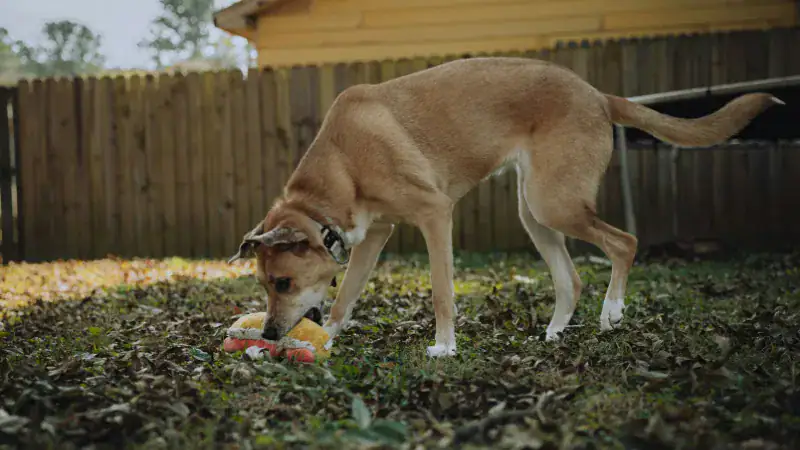 Dog burying a toy in the grass, exploring natural behaviors related to toy hiding and storage.