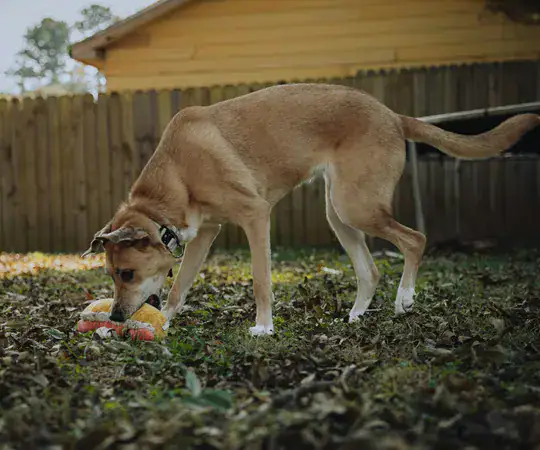 Curious dog digging and burying a toy in the backyard, exploring why dogs hide their toys.