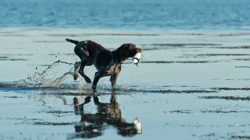 Happy dog shaking a toy while running through shallow ocean water, showcasing natural instincts and playful behavior at the beach.