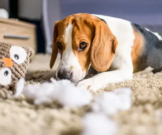 Dog chewing plush toy, dog toy, puppy play, dog behavior, pet care, dog training, dog toys, canine entertainment, dog health, pet safety.