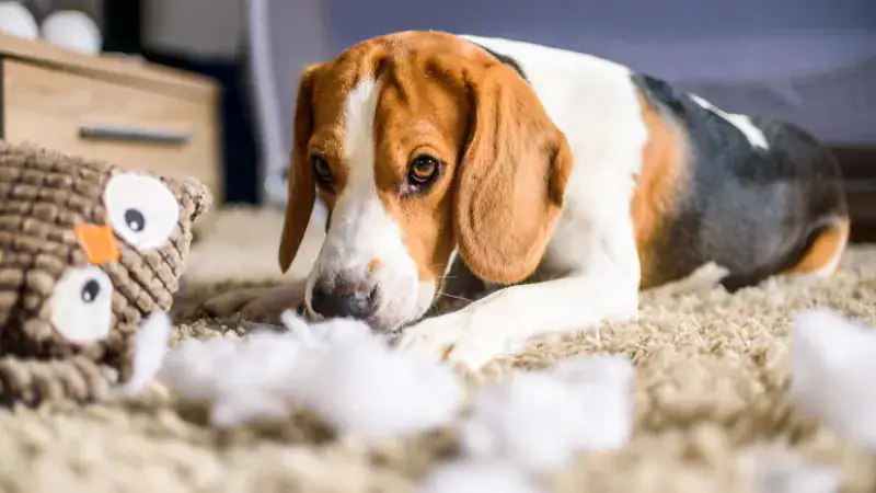Beagle puppy chewing on a plush toy on a cozy rug, illustrating common reasons why dogs destroy toys and smart solutions for pet owners.