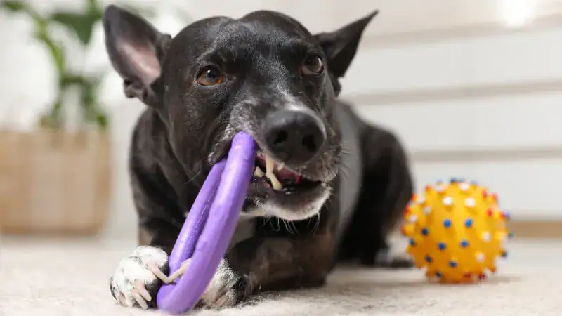 Happy dog chewing a purple chew toy with a textured ball nearby, showcasing typical dog behavior of destroying toys for fun and teething relief.