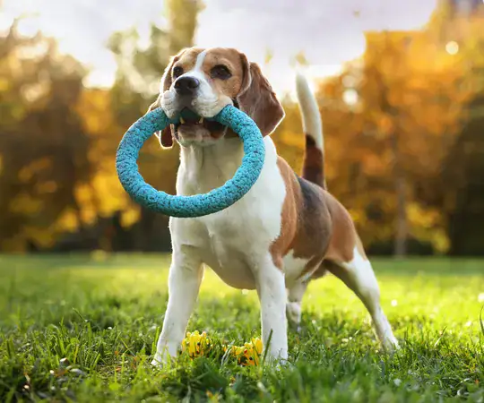 Beagle dog holding a blue ring toy in its mouth, standing on grass in a park with autumn foliage in the background. Perfect for pet play, dog behavior, and toy-related content.