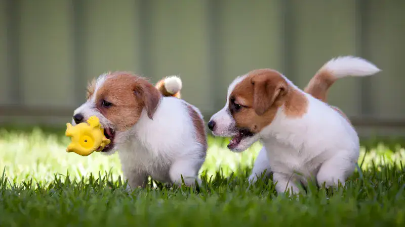 Two adorable puppies playing outdoors on green grass, one holding a yellow toy in its mouth, showcasing playful behavior and curiosity.