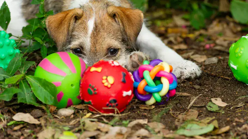 Adorable puppy lying on the ground surrounded by vibrant toys, illustrating why dogs bury their toys and engaging in playful behavior outdoors.