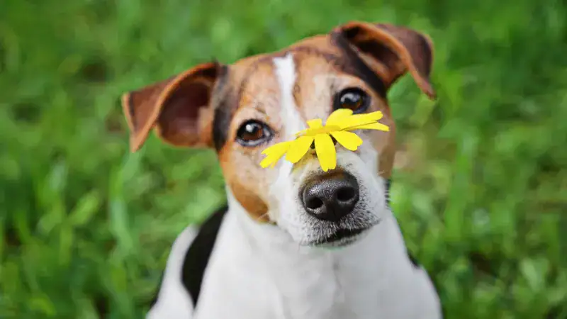 Adorable Jack Russell Terrier with a yellow flower on its nose, sitting on lush green grass, showcasing playful and charming pet imagery for dog lovers and pet enthusiasts.