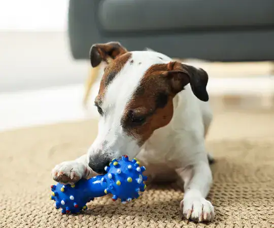 A playful Jack Russell Terrier dog is chewing on a blue rubber toy with yellow spikes, lying on a beige carpet indoors. The image highlights pet playtime, dog toys, and small breed dogs, perfect for p.
