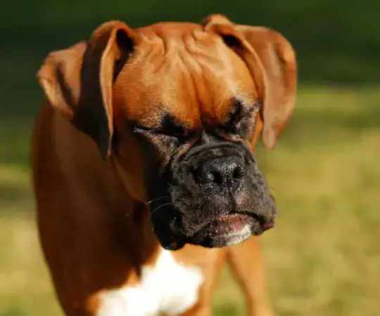 A close-up of a brown Boxer dog with a black mask, eyes closed, enjoying the sunlight in a natural outdoor setting. The background is blurred with green grass, emphasizing the dog's peaceful expressio.