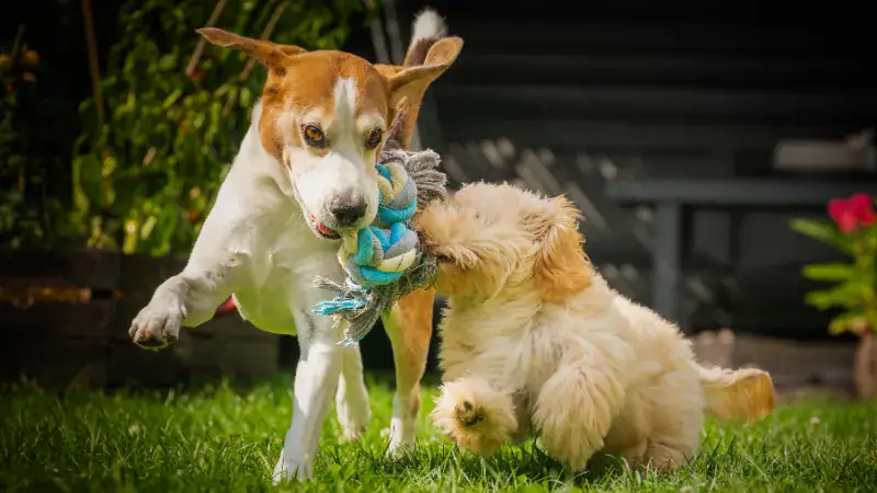 Two playful dogs, a Jack Russell Terrier and a fluffy puppy, engaging in a fun tug-of-war with a colorful toy in a lush garden setting.