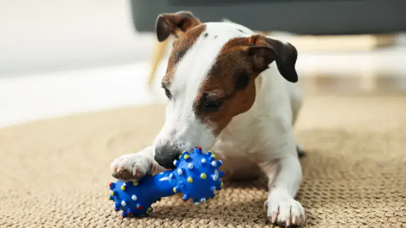 Adorable Jack Russell Terrier puppy playing with a blue spiked rubber toy on a beige carpet, showcasing a lively and curious dog in a cozy home setting.