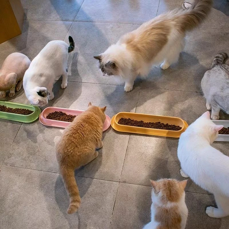 Wholesale Long 15° Angled Cat Bowl for Multi-Cat Feeding